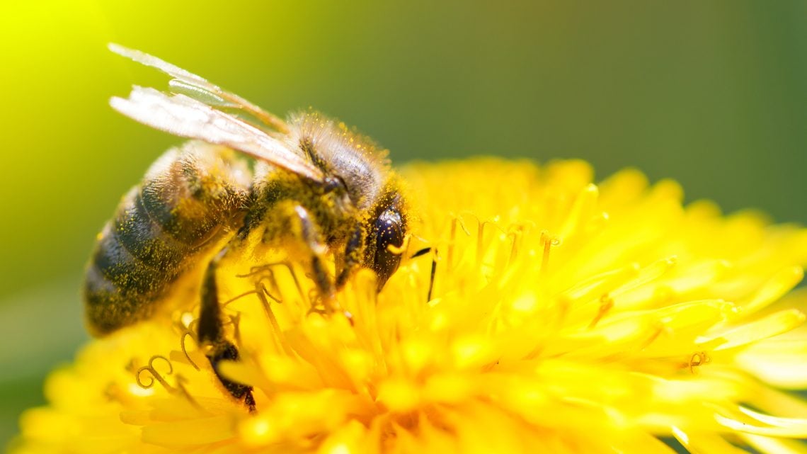 Tipps bei Bienen- und Wespenstichen